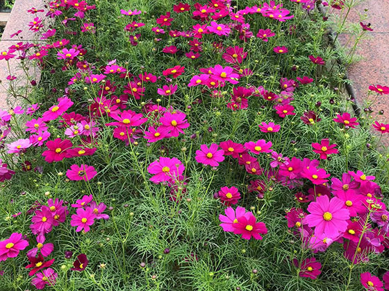 槐荫区鲜花绿植租摆|设计绿化园林